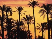 palmeras-alicante