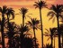 palmeras-alicante